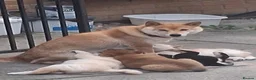 Japanese Shiba Inu dogs for sale: Quality KC registered puppies  - Advert 10
