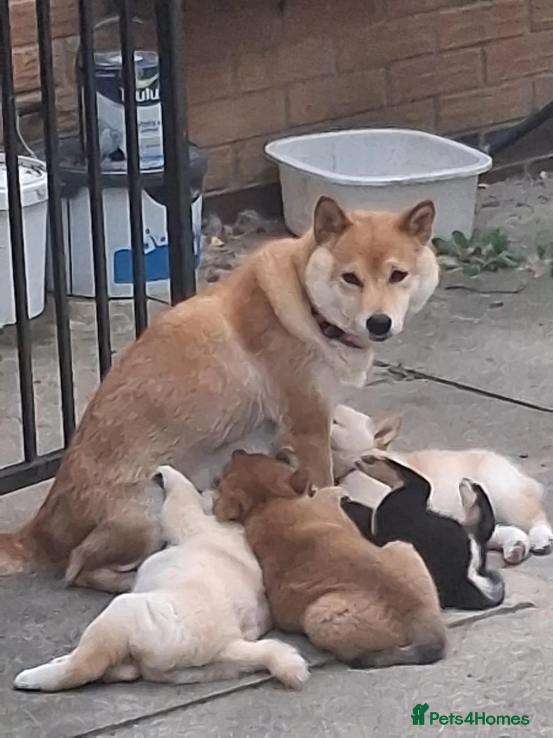 Japanese Shiba Inu dogs for sale: Quality KC registered puppies  - Advert 10