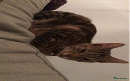 Domestic Shorthair cats for sale: Ready to leave 2 female cats looking for homes  - Image 2