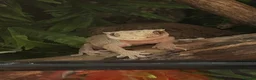 Frog reptiles for sale: Reptiles - Advert 5