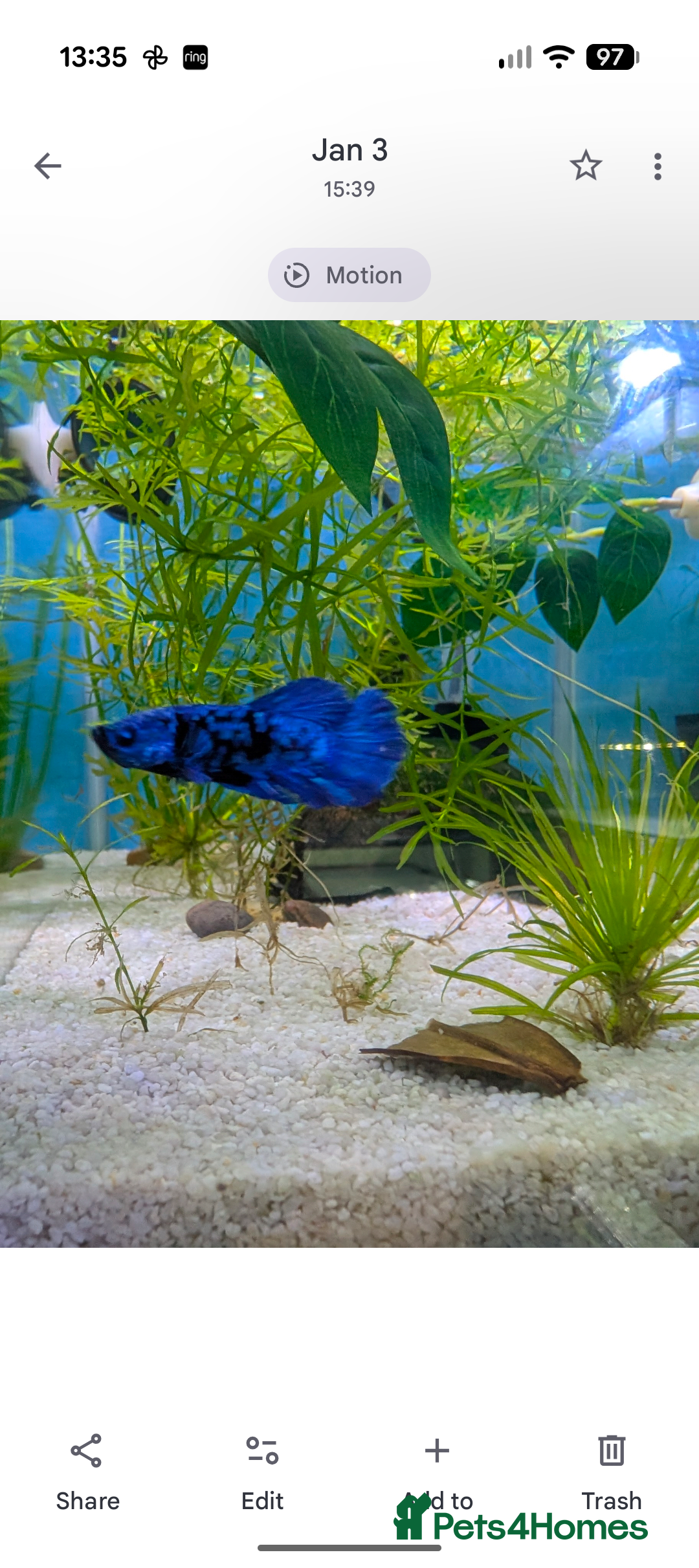 Bettas fish for sale: Avatar male betta - Advert 2