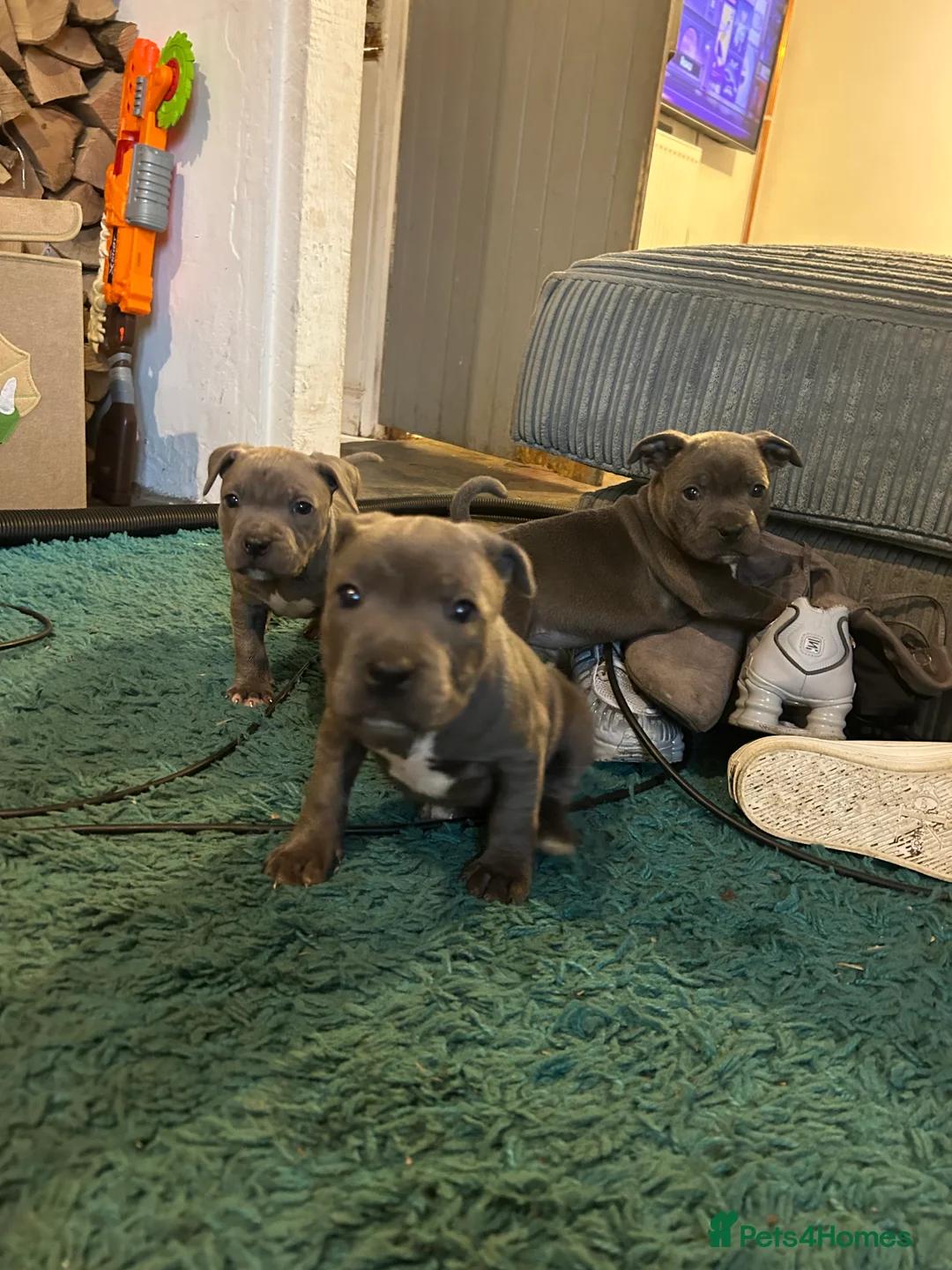 Staffordshire Bull Terrier dogs for sale: Blue kc registered staff puppies - Advert 11