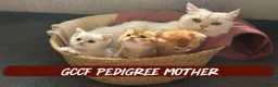 British Shorthair cats for sale: Exceptional British Shorthair Kittens  - Advert 4