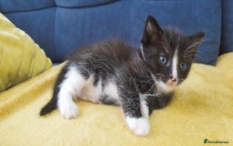 Ragdoll cats for sale: Half Ragdoll - one boy and four girls - Image 2