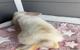 Mini Lop rabbits for sale: Friendly pure bred mini lops  - Image 15