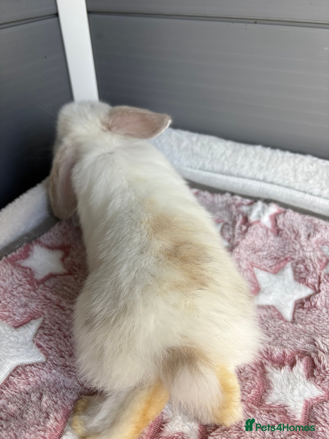 Mini Lop rabbits for sale: Friendly pure bred mini lops  - Image 15