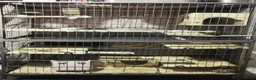 Chinchilla rodents for sale: Two female chinchillas with Cage in Lincoln - Advert 4