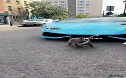 French Bulldog dogs for sale: Frankie 1 year old  Big Rope  blue brindle boy  - Image 1