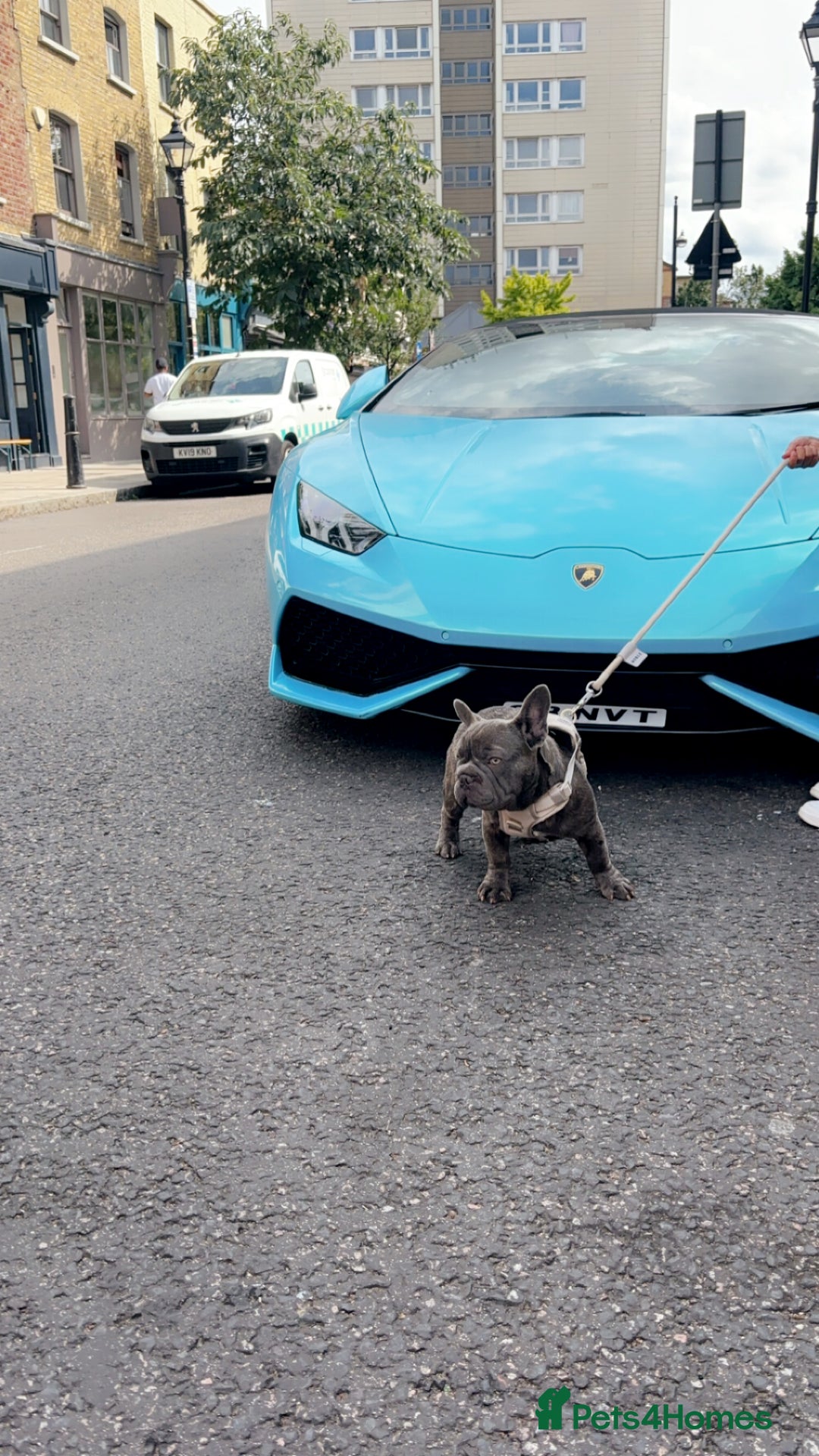 French Bulldog dogs for sale: Frankie 1 year old  Big Rope  blue brindle boy  - Image 1