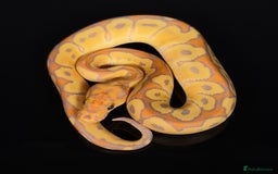 Python Snake reptiles for sale: Royal pythons  - Image 7