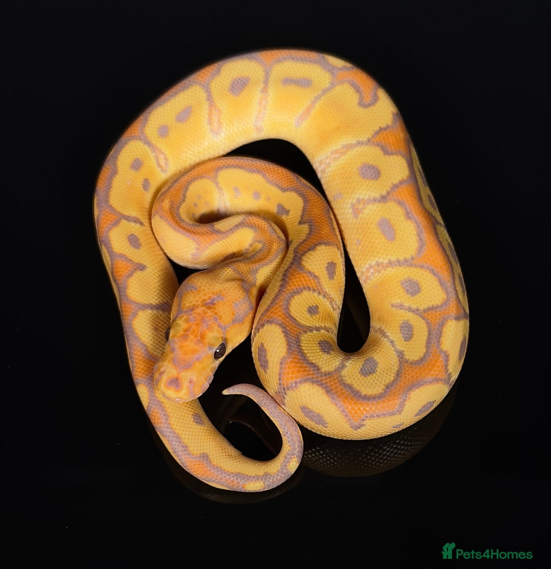 Python Snake reptiles for sale: Royal pythons  - Image 7