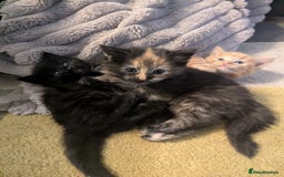 Mixed Breed cats for sale: wonderful Kittens  - Image 11