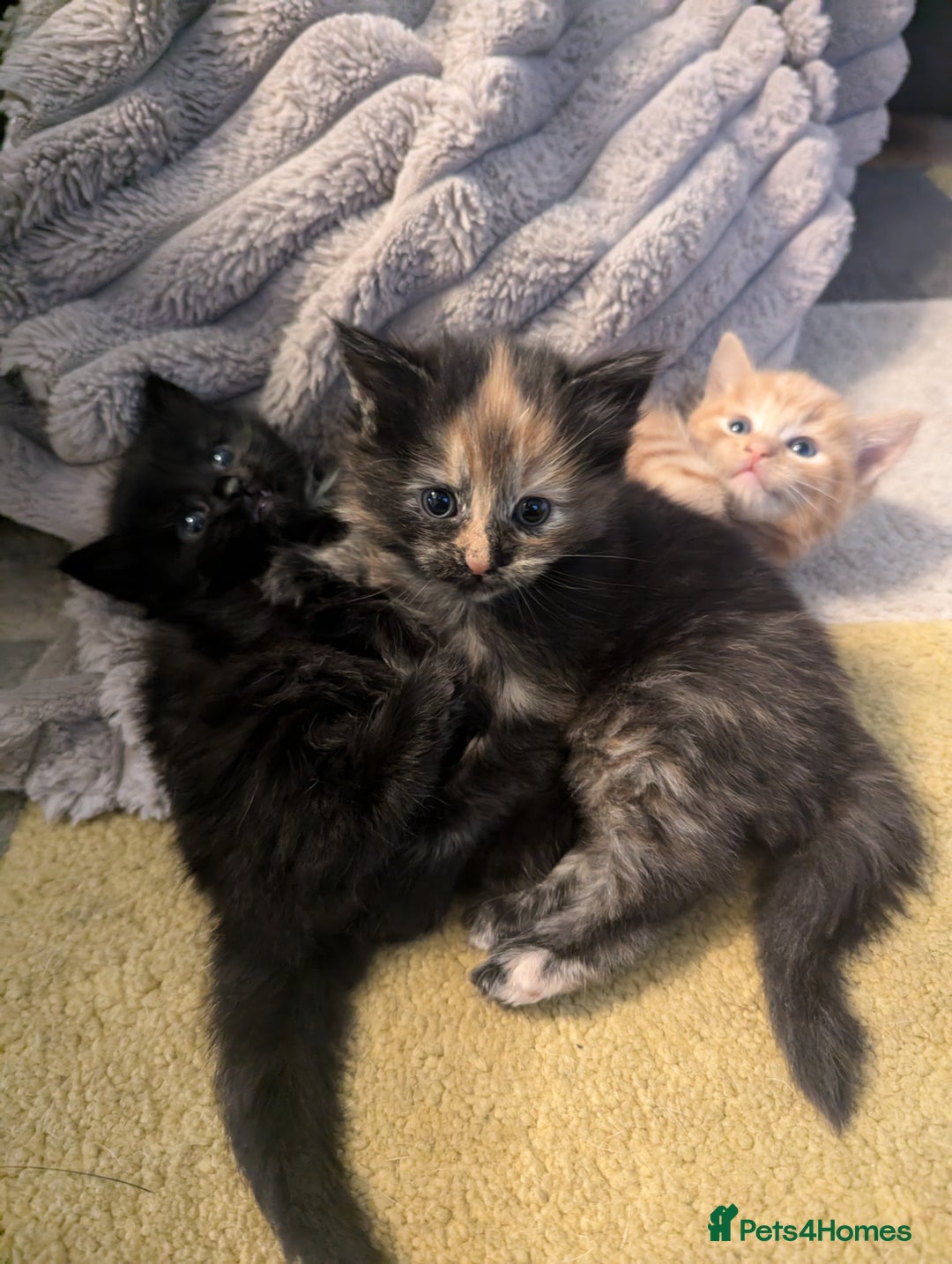 Mixed Breed cats for sale: wonderful Kittens  - Image 11