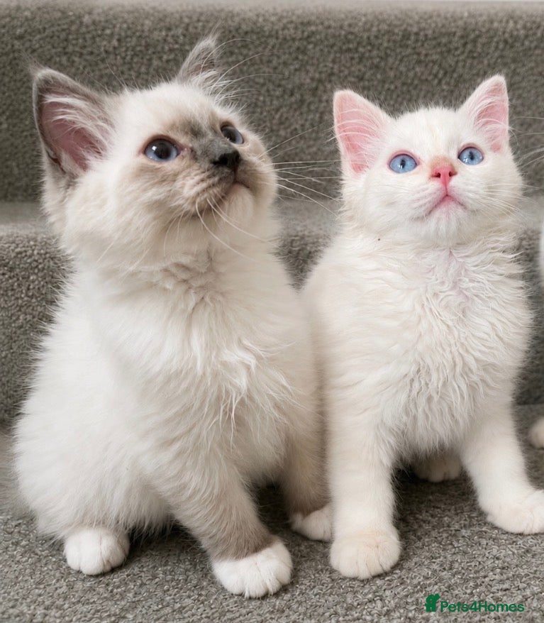 Ragdoll cats Tica Registered Ragdoll Boys  - Advert 1