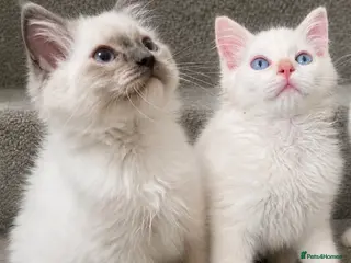 Ragdoll cats Tica Registered Ragdoll Boys - Advert 1