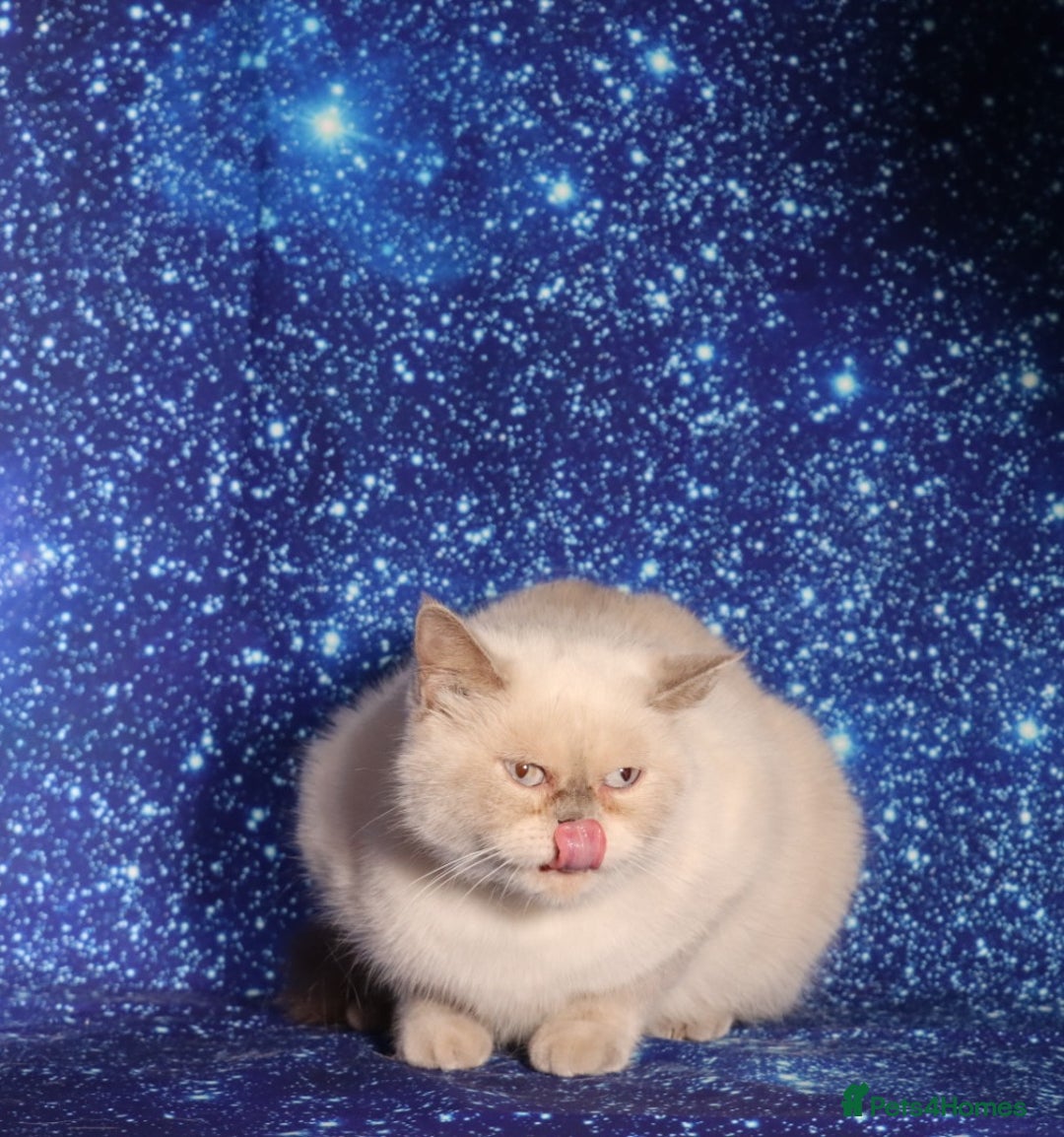 British Shorthair cats for sale: Retired Tica registered British shorthair females  - Image 7