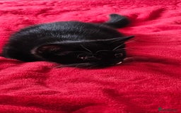 Mixed Breed cats for sale: Playful male kitten - Image 3