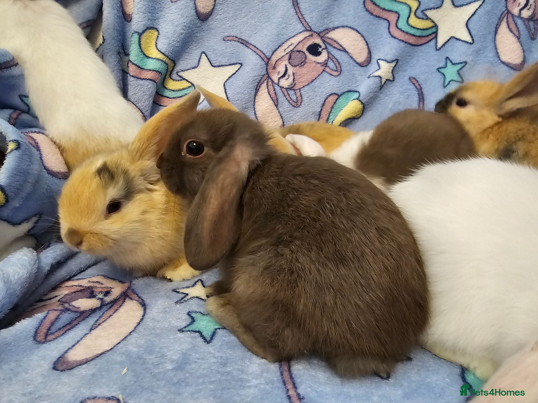 Mixed Breed rabbits 8 bunnies all looking for thier forever home - Advert 2