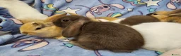 Mixed Breed rabbits for sale: 8 babies bunnies - Advert 8