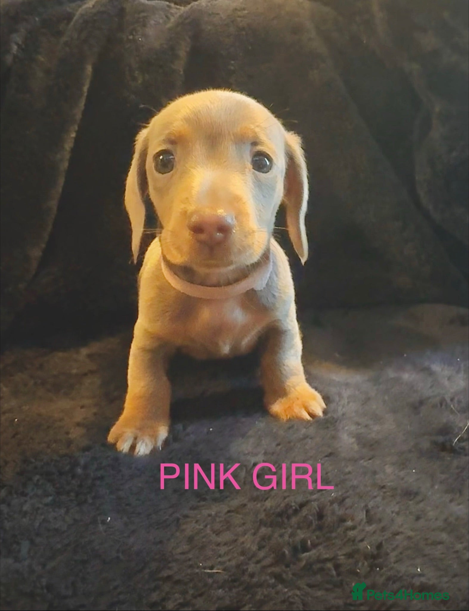 Miniature Dachshund dogs Miniature dachshund  - Advert 10