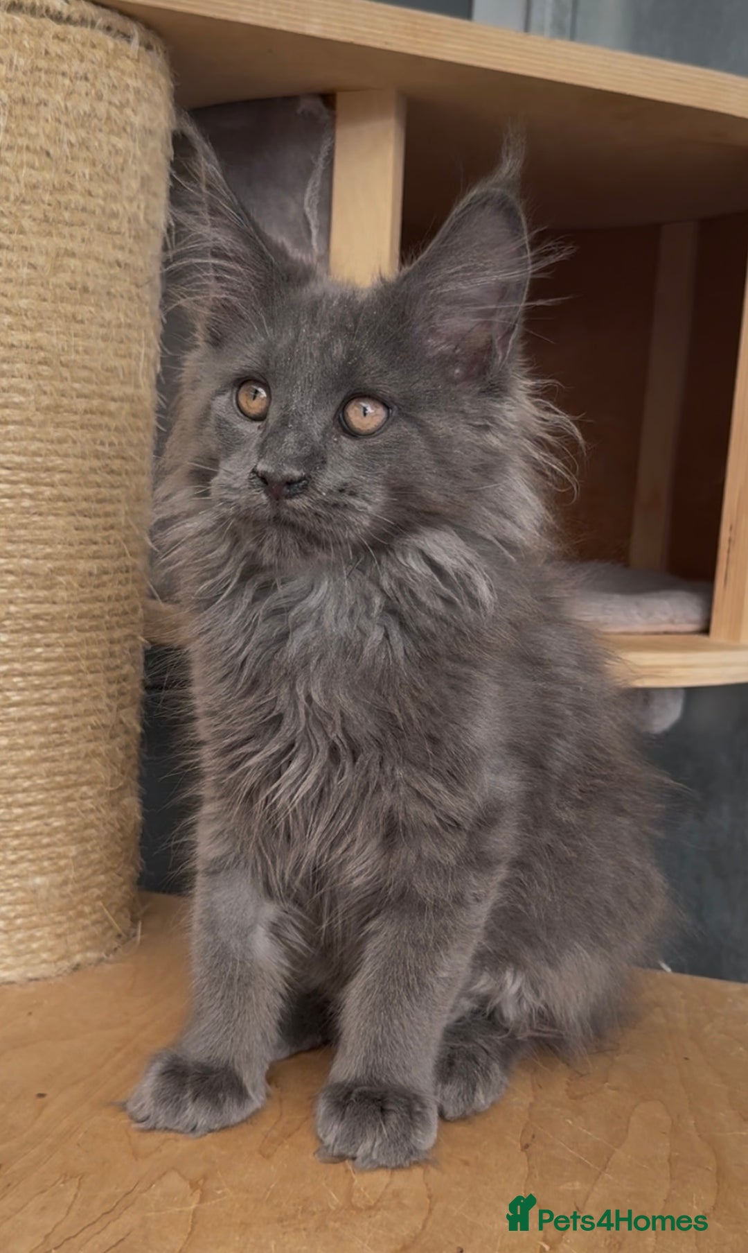Maine Coon cats for sale: XL maine coon kittens Russia bloodlines Ready Now in Spalding - Image 12