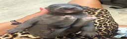 Whippet dogs for sale: Stunning kc reg blue whippet pups  - Advert 9