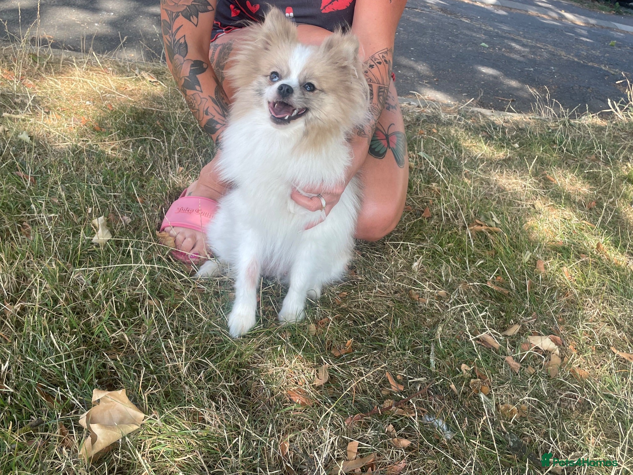 Pomeranian dogs Beautiful female adult Pom  - Advert 15