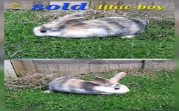 Rex rabbits for sale: Super Cute Baby bunnies! Rex x Lops - Image 14