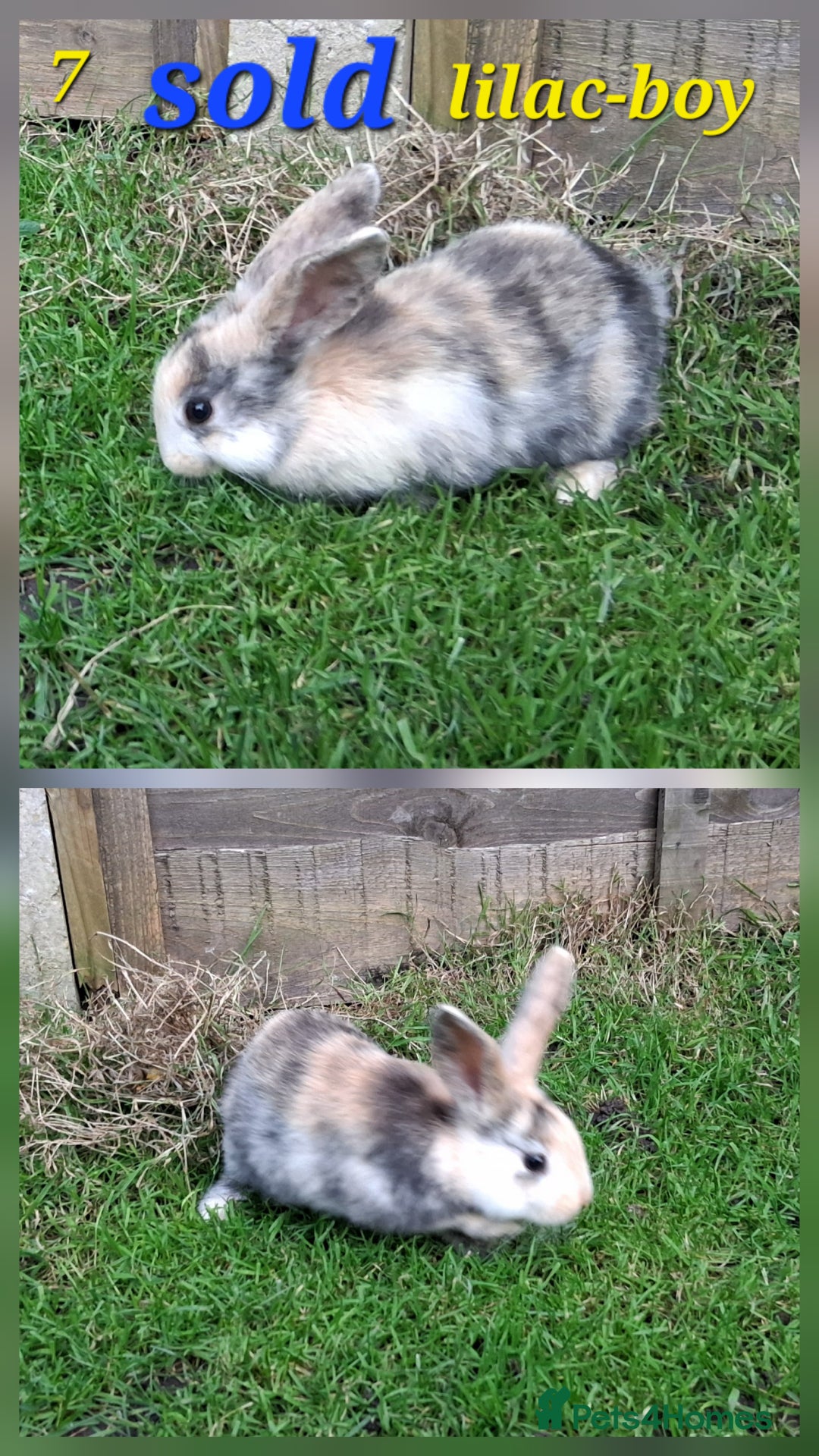 Rex rabbits for sale: Super Cute Baby bunnies! Rex x Lops - Image 14