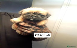 Mixed Breed dogs for sale: Pugzu puppies  - Image 8
