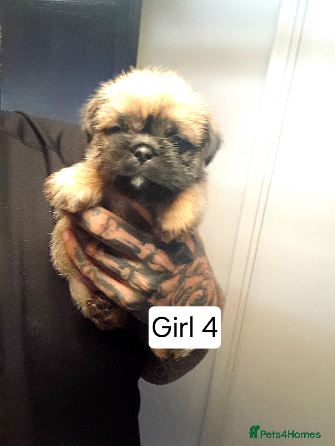 Mixed Breed dogs for sale: Pugzu puppies  - Image 8