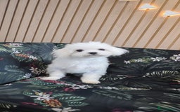 Maltese dogs for sale: Loving 8 month old puppy  - Image 1
