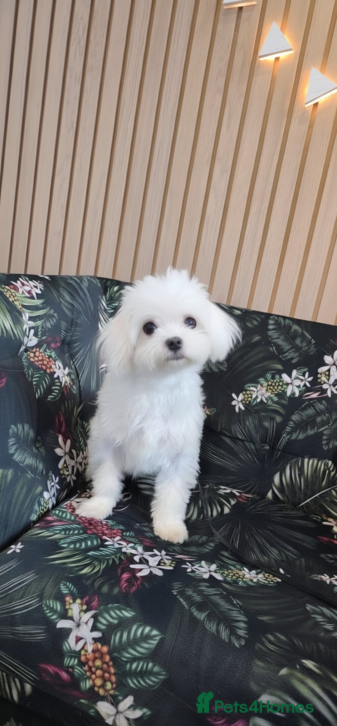 Maltese dogs for sale: Loving 8 month old puppy  - Image 1