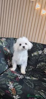 Maltese dogs Loving 8 month old puppy - Advert 2