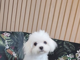 Maltese dogs - Advert 2