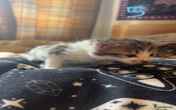 Maine Coon cats for sale: 1 GIRL / 5 BOYS - Image 20