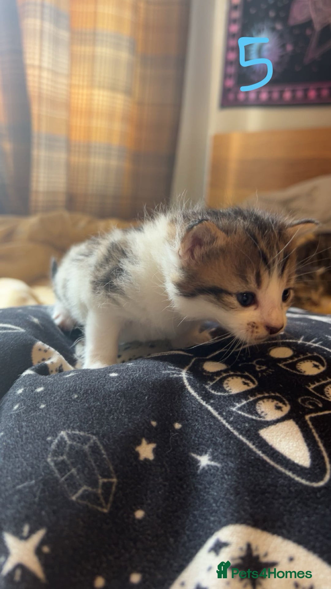 Maine Coon cats for sale: 1 GIRL / 5 BOYS - Image 20