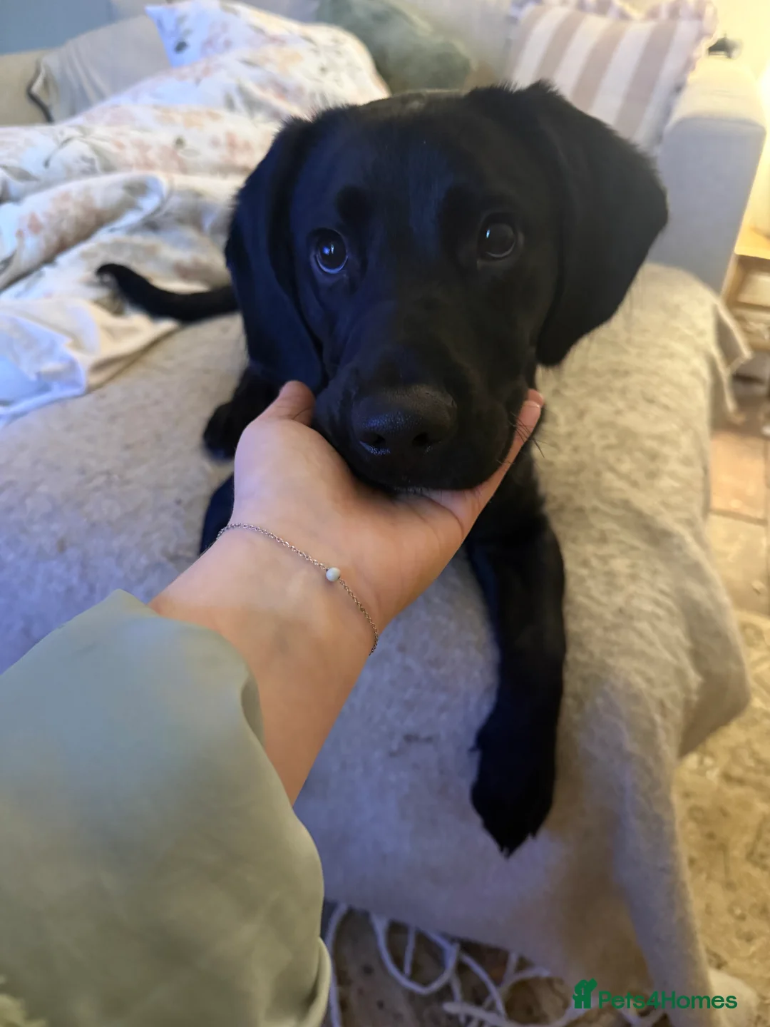 Springador dogs for sale: Male springador puppy - Advert 2