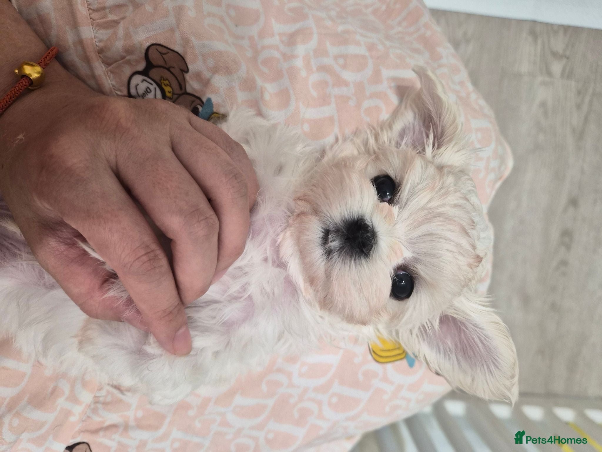 Maltese dogs 100% Pure‑bred Korean‑line Micro Maltese Puppies - Advert 15