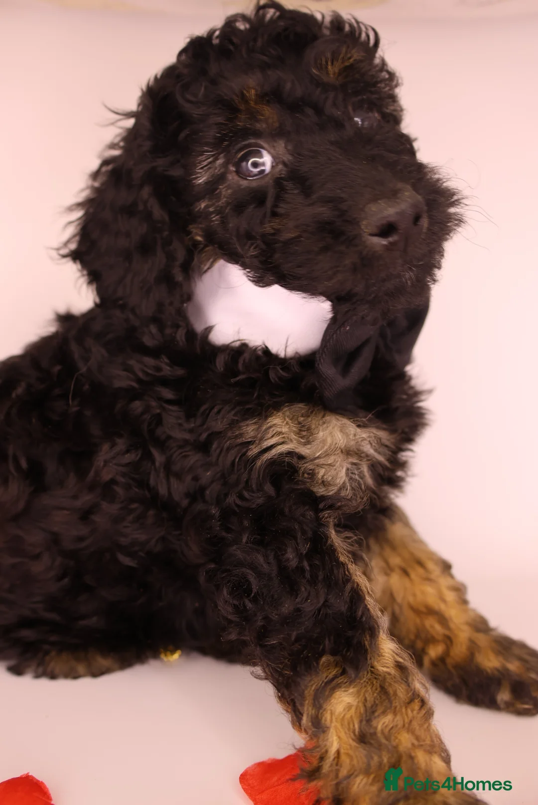 Cockapoo dogs for sale: Cute Miniature Cockapoo Babies - Advert 24