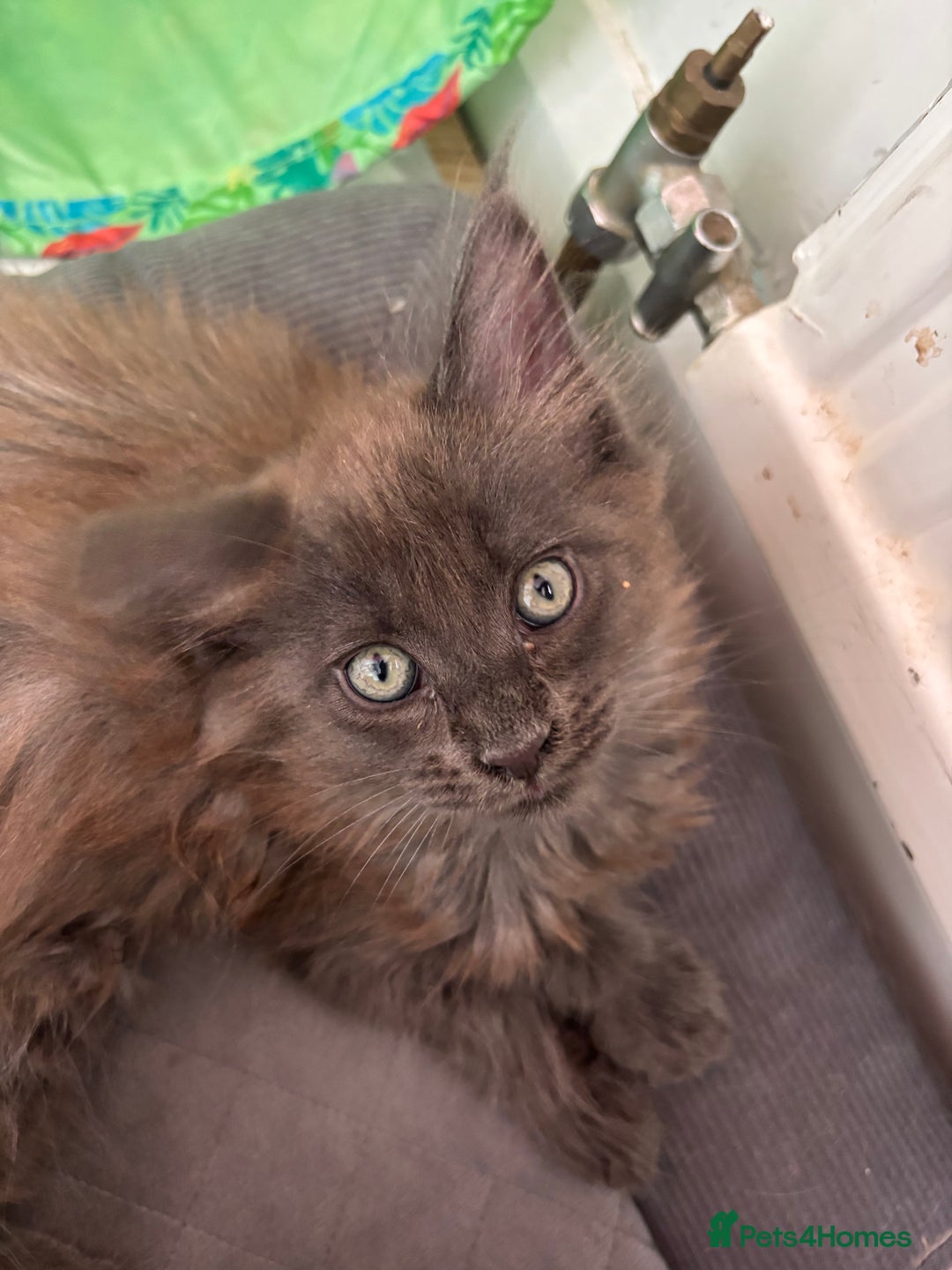 Maine Coon cats for sale: TICA Registered Maine Coon Kittens - Image 17