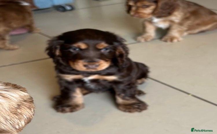 Cocker Spaniel dogs - Advert 9
