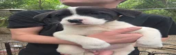 Mixed Breed dogs for sale: 9 (2 LEFT) Beautiful Akita x puppies for sale - Advert 18