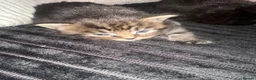 Mixed Breed cats for sale: Nebelung x kittens  - Advert 6