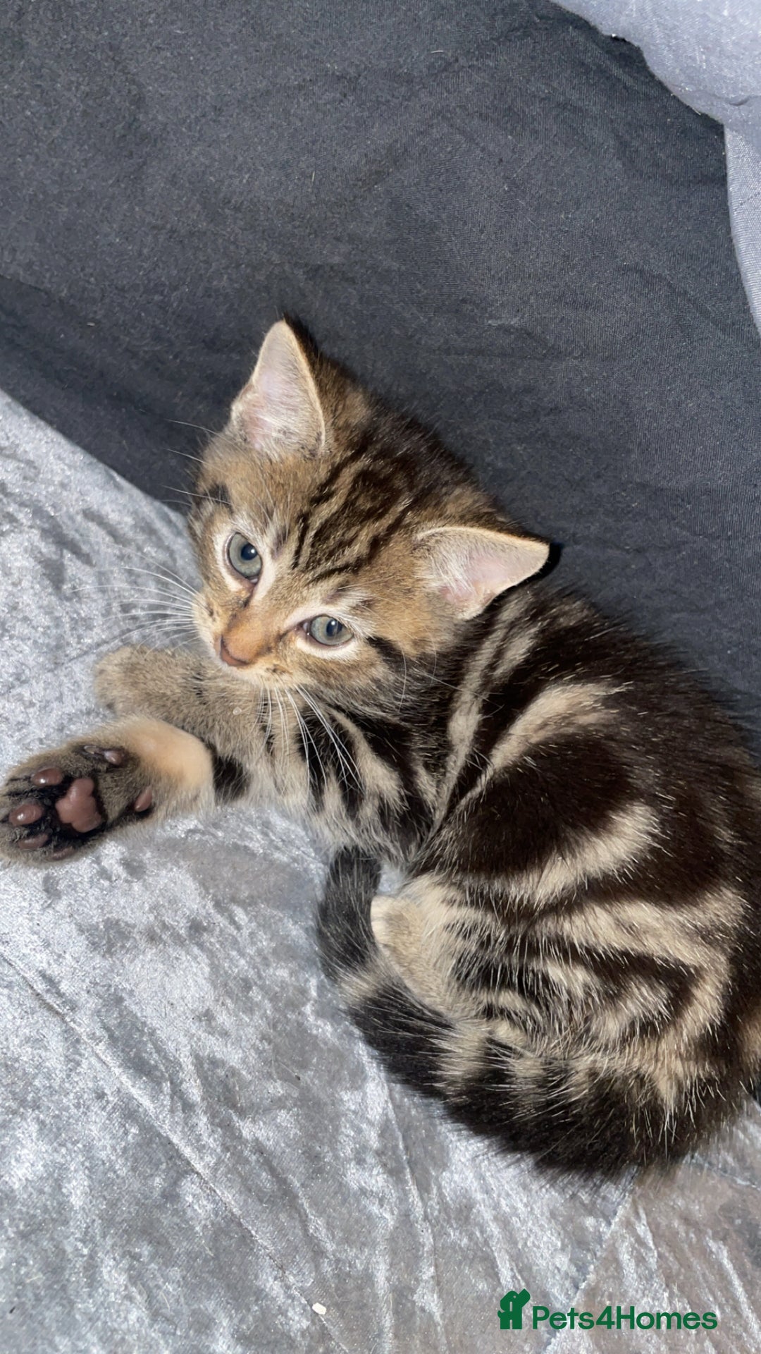 Mixed Breed cats for sale: Kittens For Sale  - Advert 4