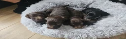 Doxiepoo dogs for sale: Doxiepoo in Chatteris - Advert 1