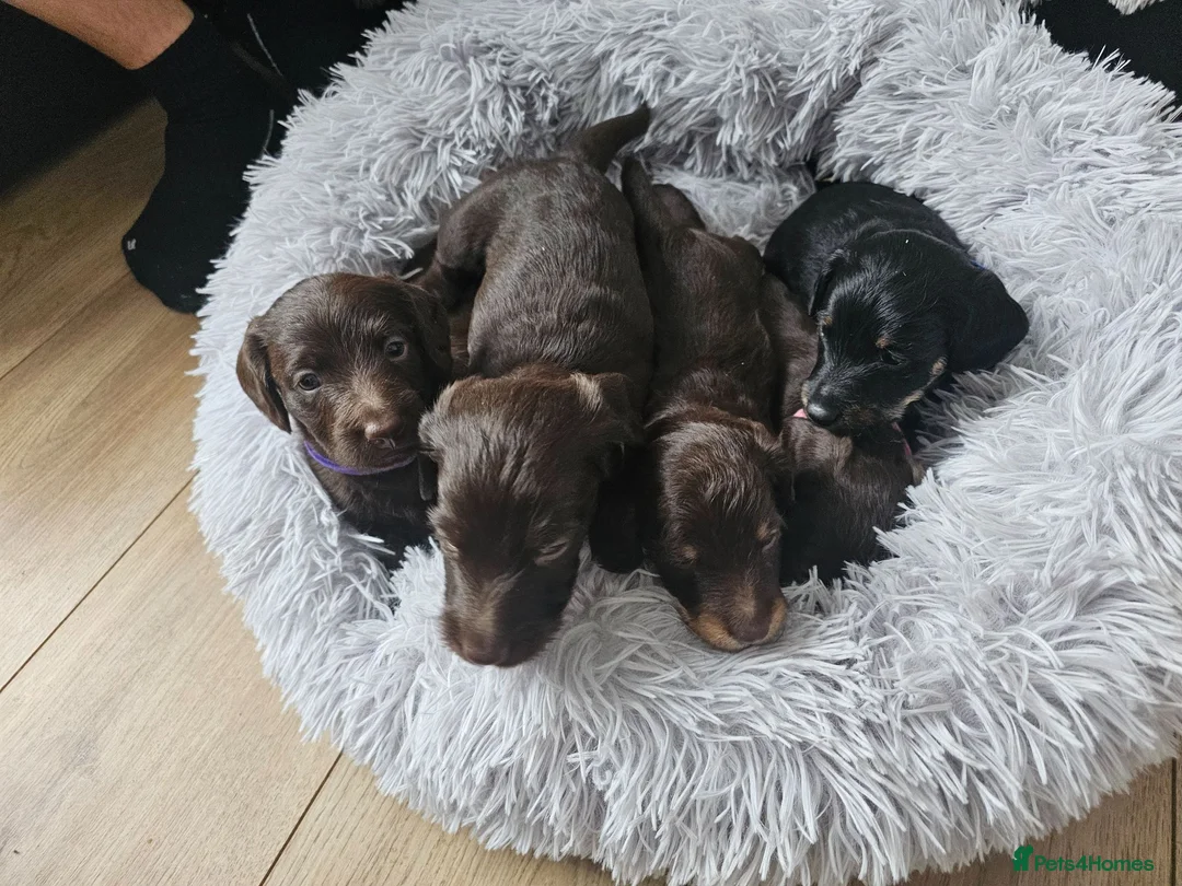 Doxiepoo dogs for sale: Doxiepoo in Chatteris - Advert 1