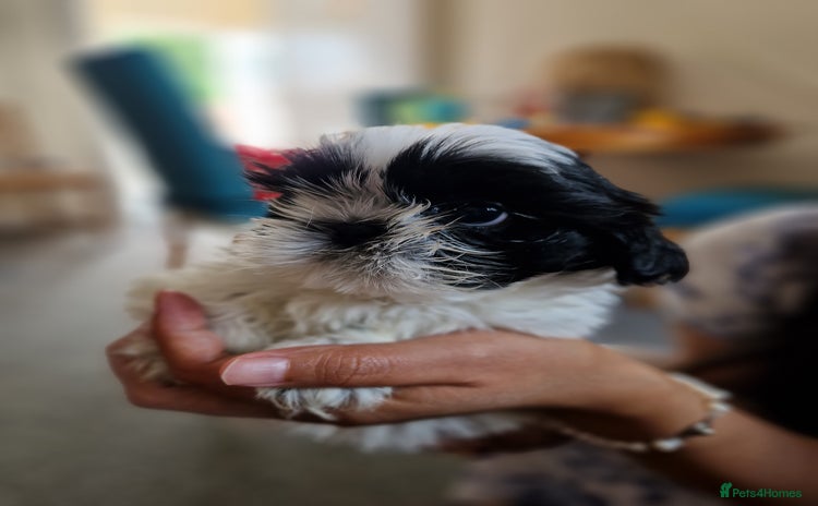Shih Tzu dogs - Advert 5