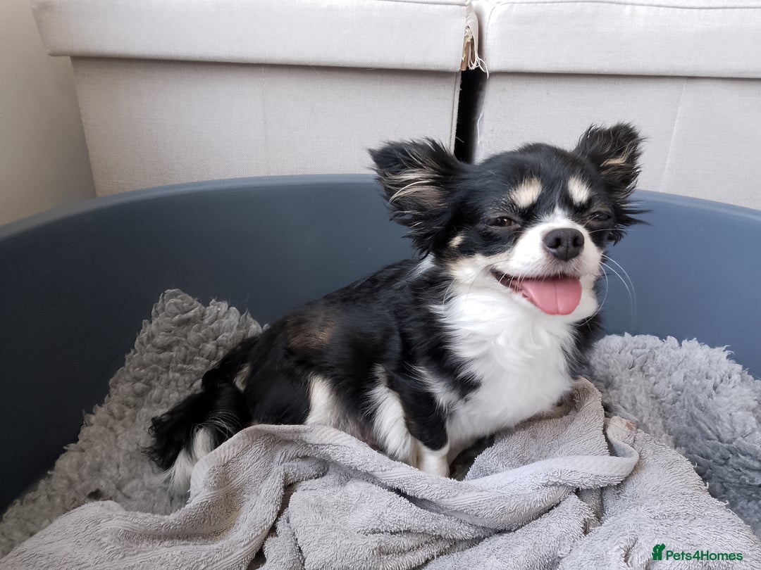 Chihuahua dogs for sale: ✨ Stunning KC long coat BOYS only✨ - Image 12