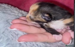 Mixed Breed cats for sale: Beautiful unique litter of 5 🩵💜🩵💜🩵 - Image 6